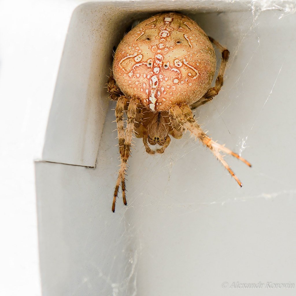 Яйца паука крестовика