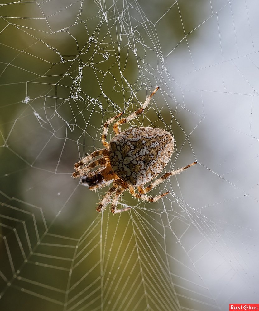 Паук крестовик Дальневосточный