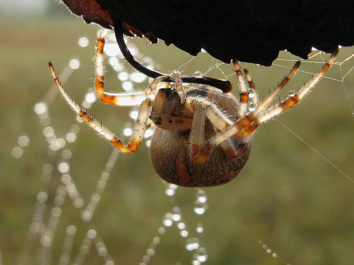 Мраморный крестовик (Araneus marmoreus)