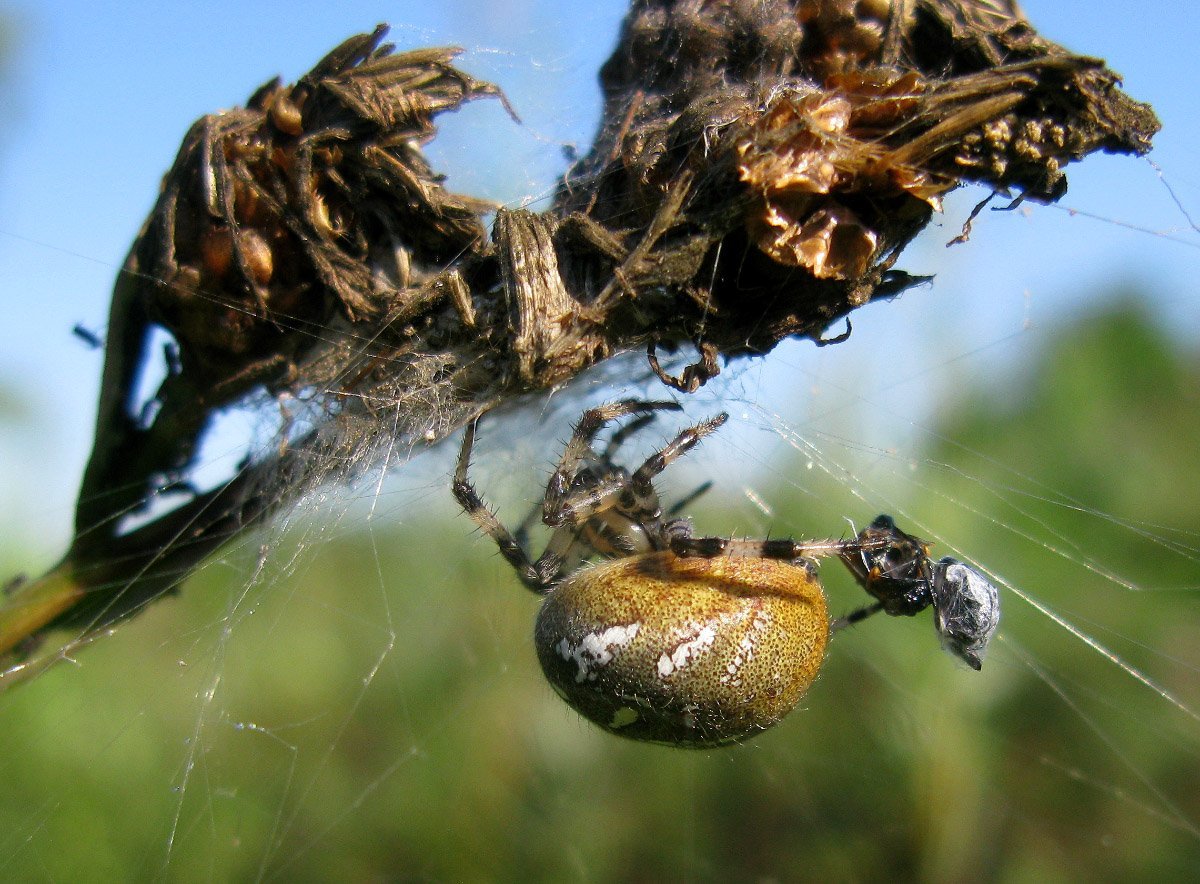 Кокон паука крестовика