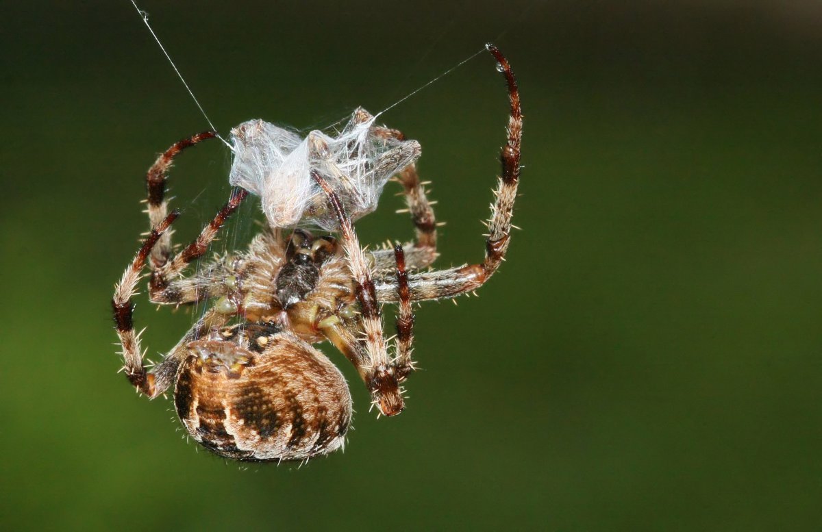 Паук крестовик Каракурт