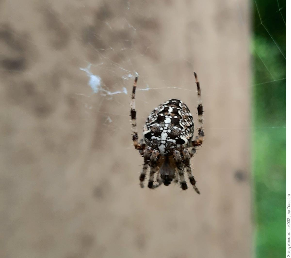 Паук крестовик Пятигорска