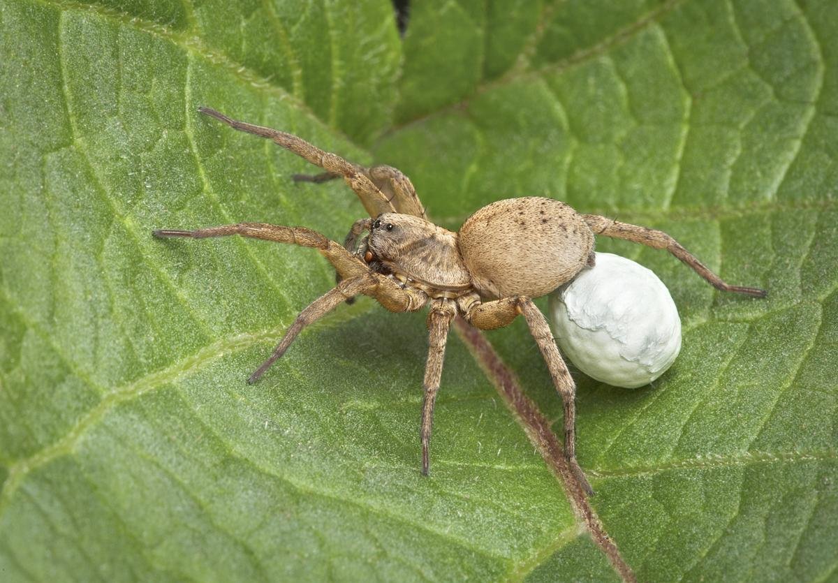 Самка паука с яйцами