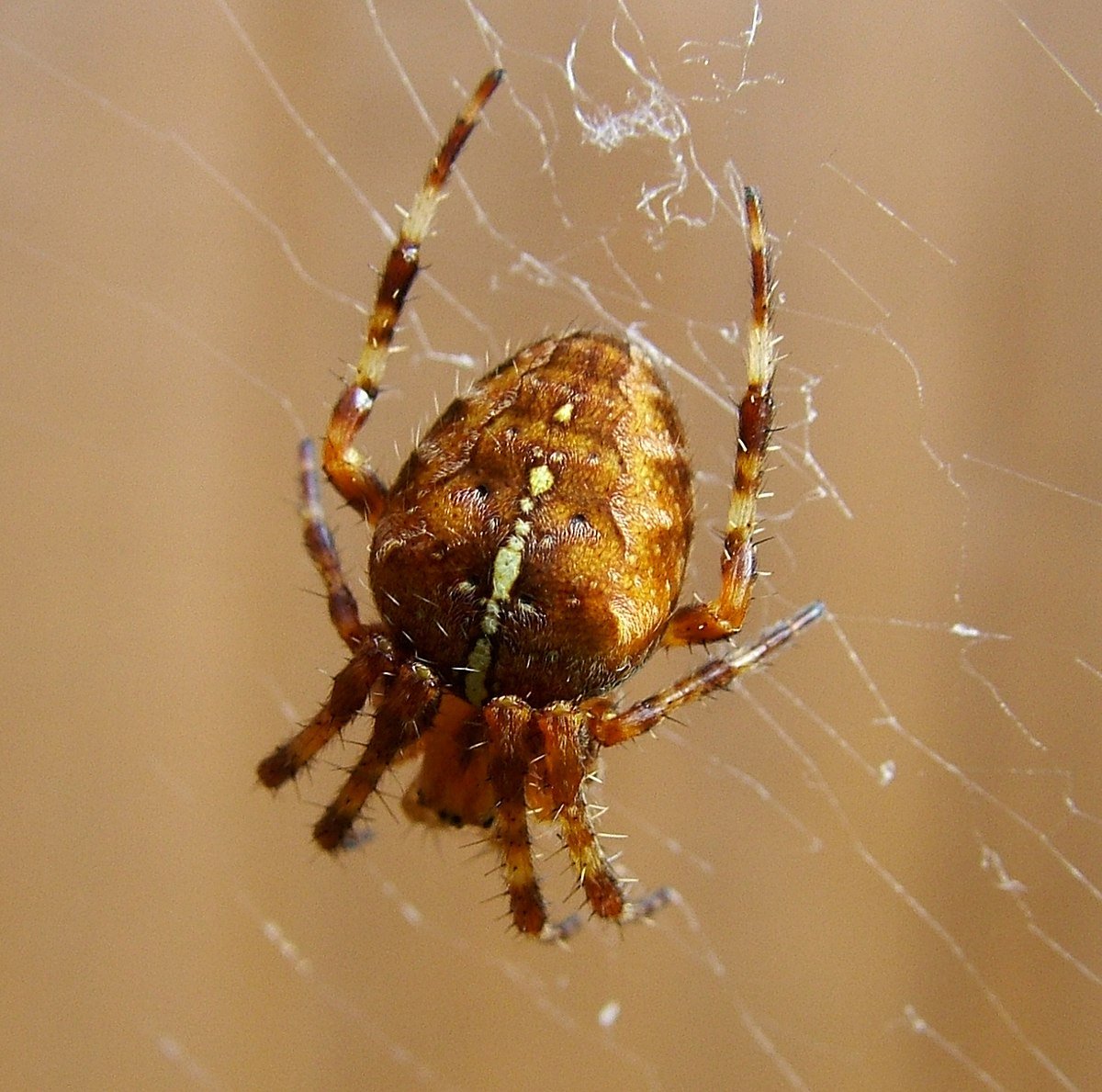 Паук крестовик зябкий