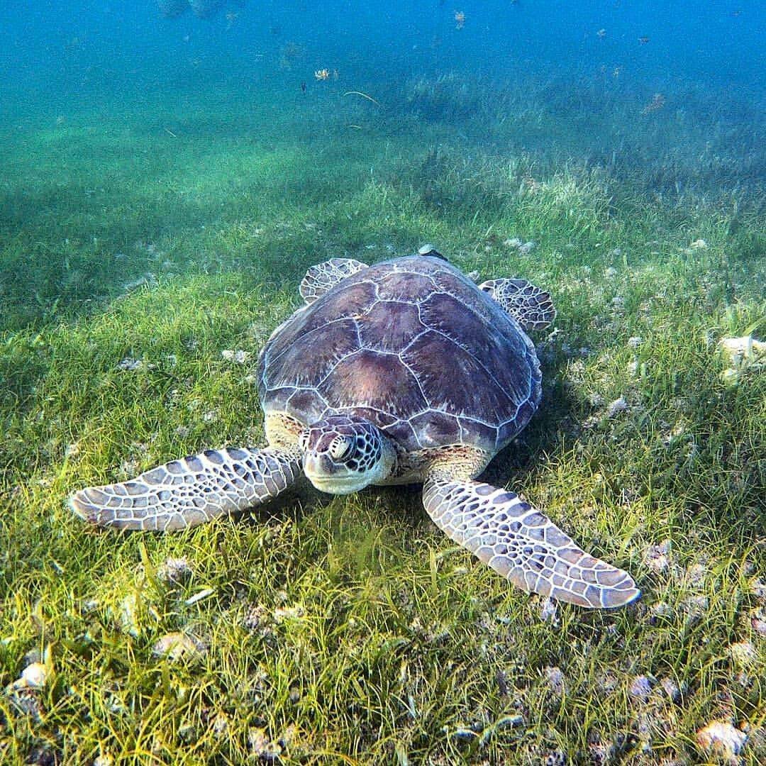 Какие черепахи относятся к морским. Морская и сухопутная черепаха. Черепаха водоплавающая. Морские Черепашата. Аргостоли черепахи.