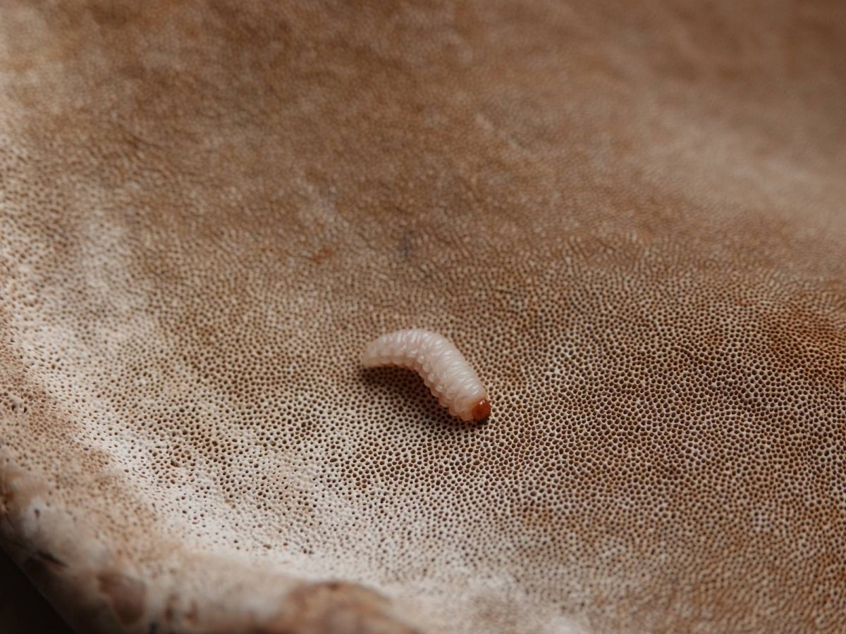 Жук кожеед в крупе