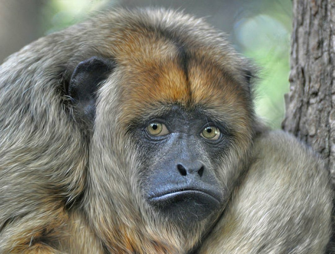 Обезьяна с челкой