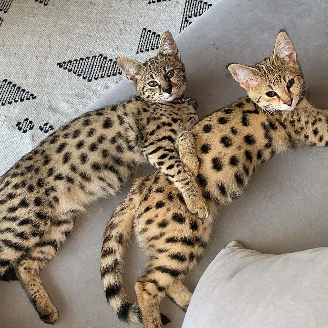 Кошка Саванна и сервал