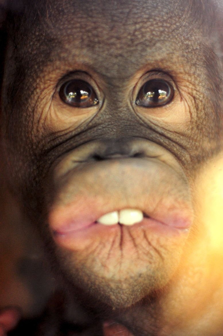 Смешные рожи животных