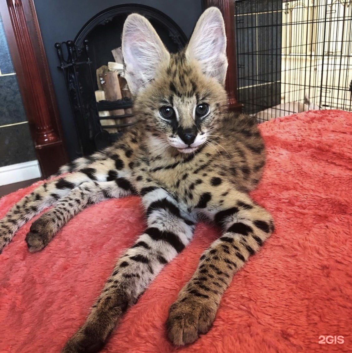 Гибрид сервала и Мейн куна