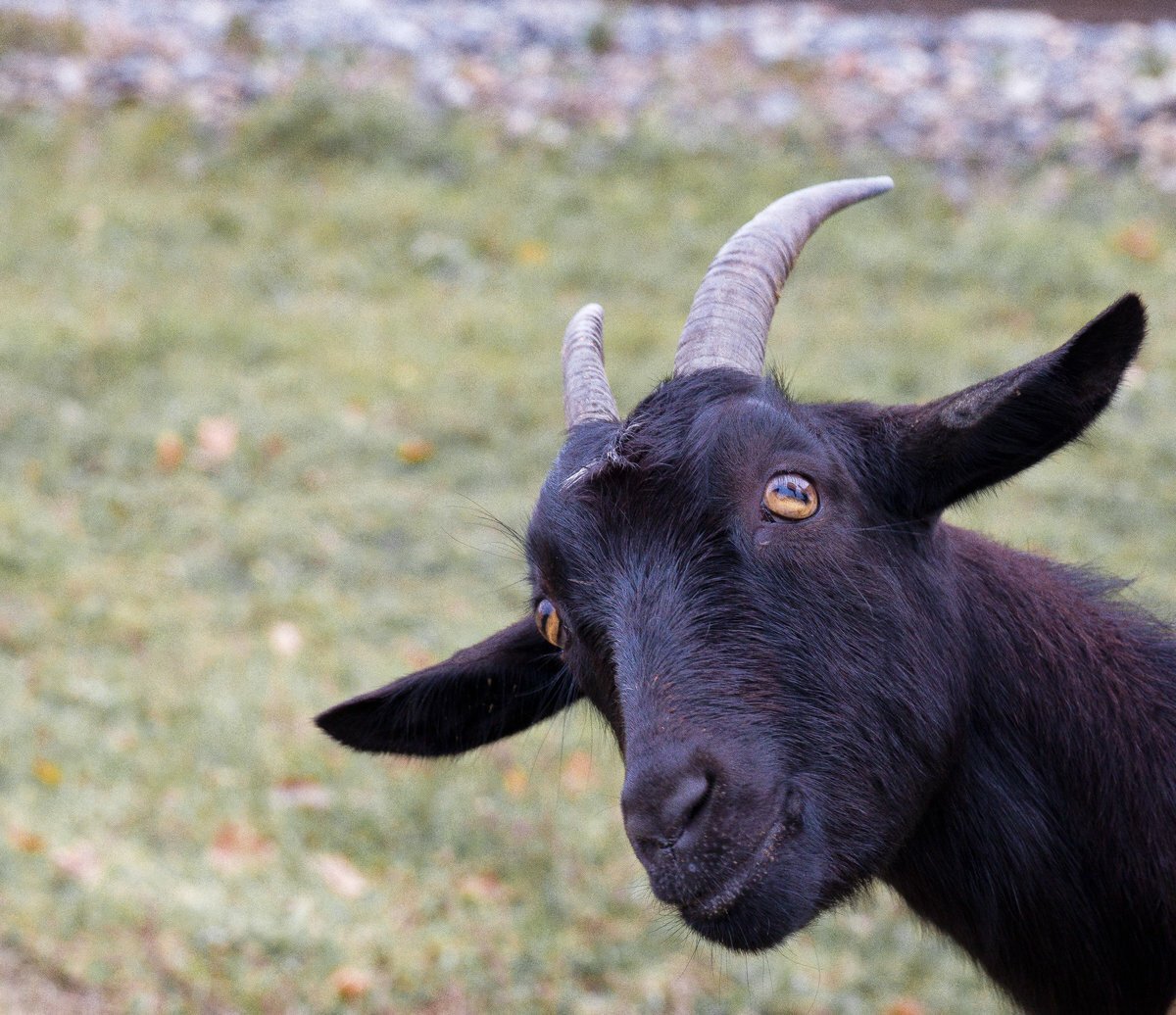 Альпийский козел