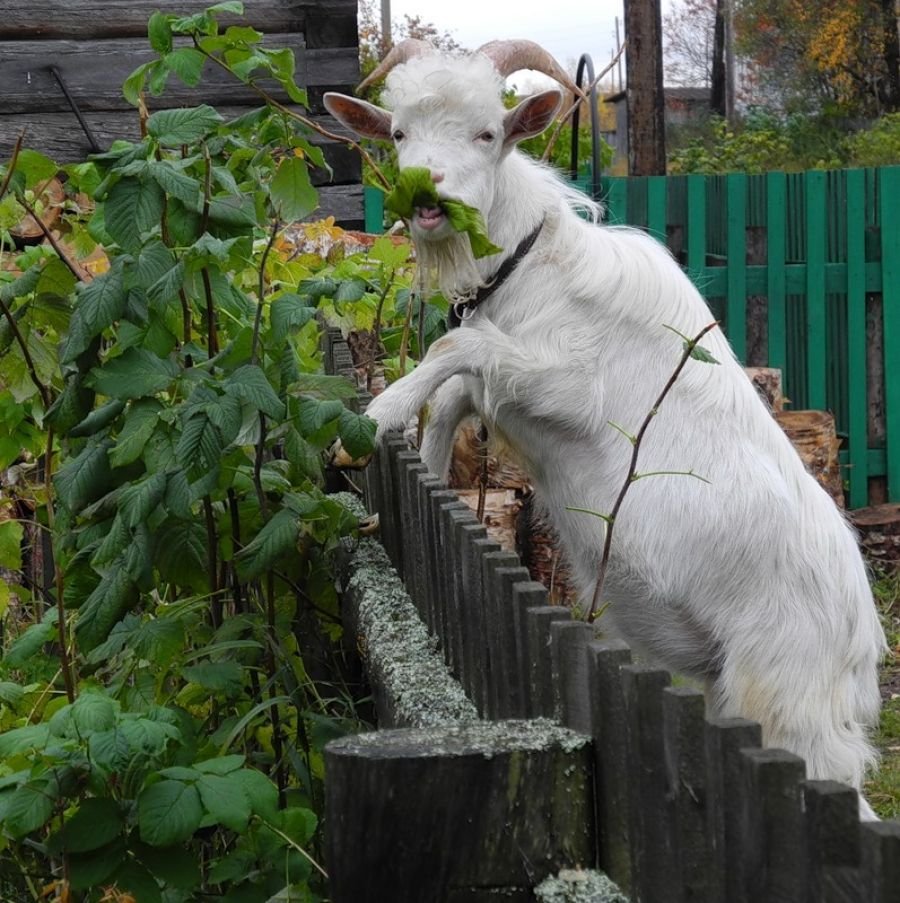 Козлик в огороде
