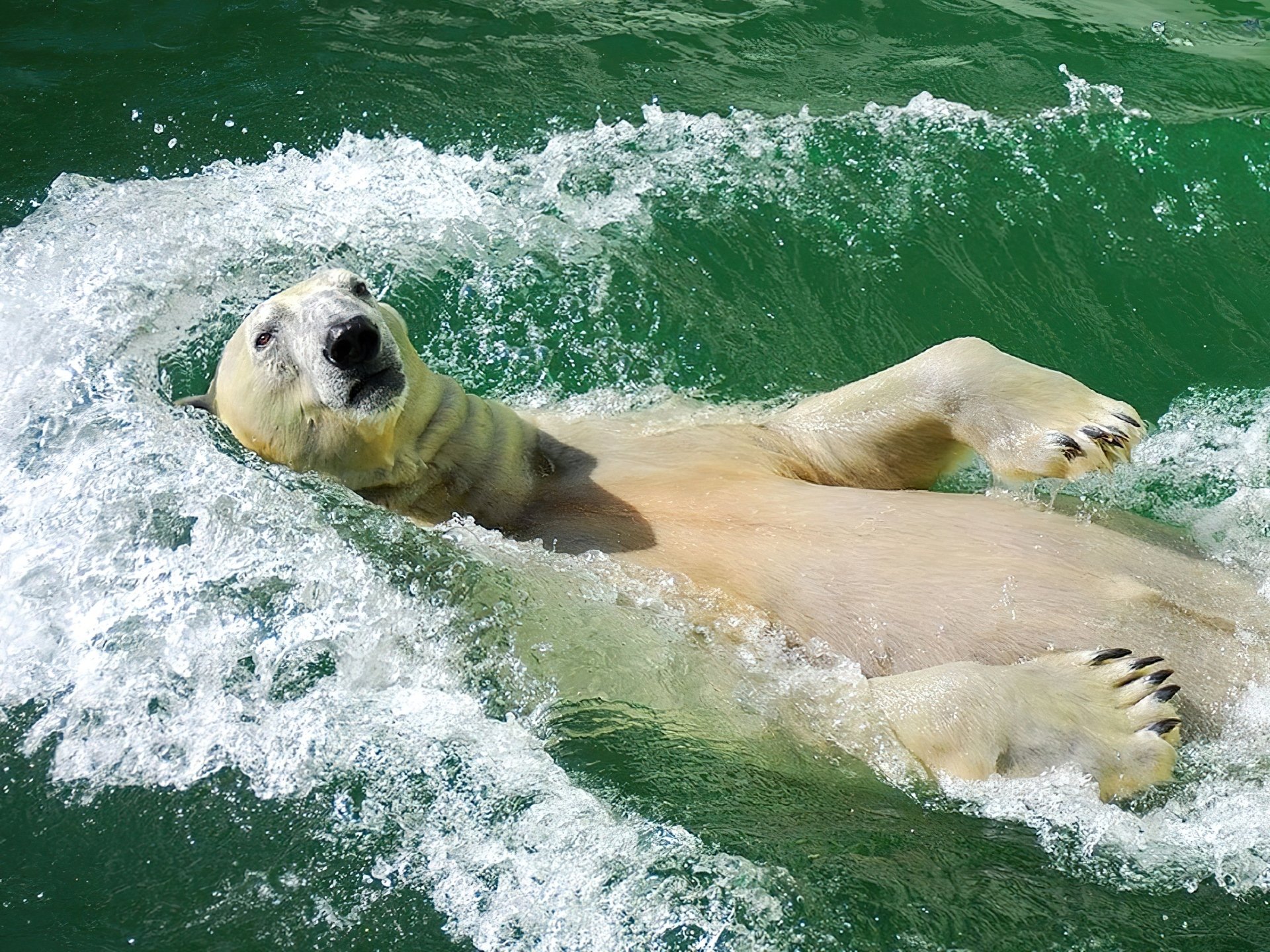 Хочется купаться. Белый медведь плывет. Белый медведь плавает. Плавающие животные. Белый медведь купается.