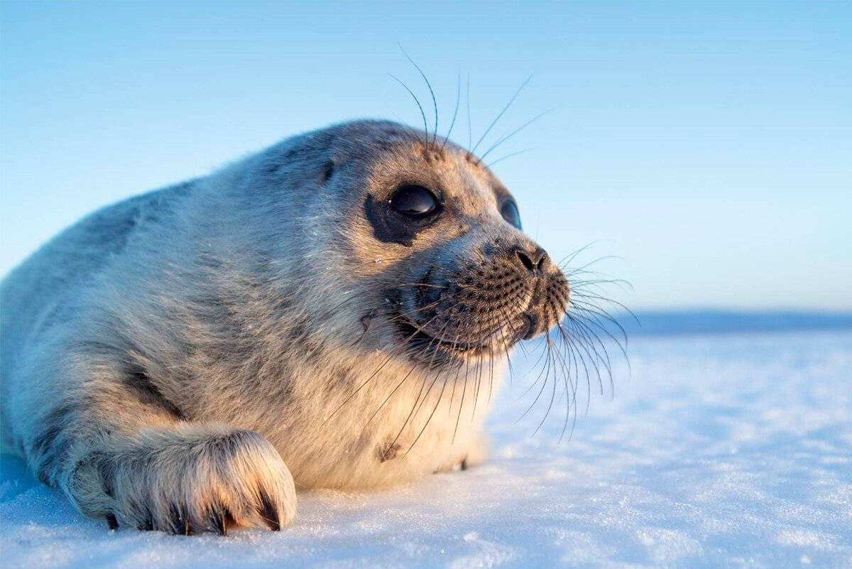 Байкальская Нерпа ластоногие