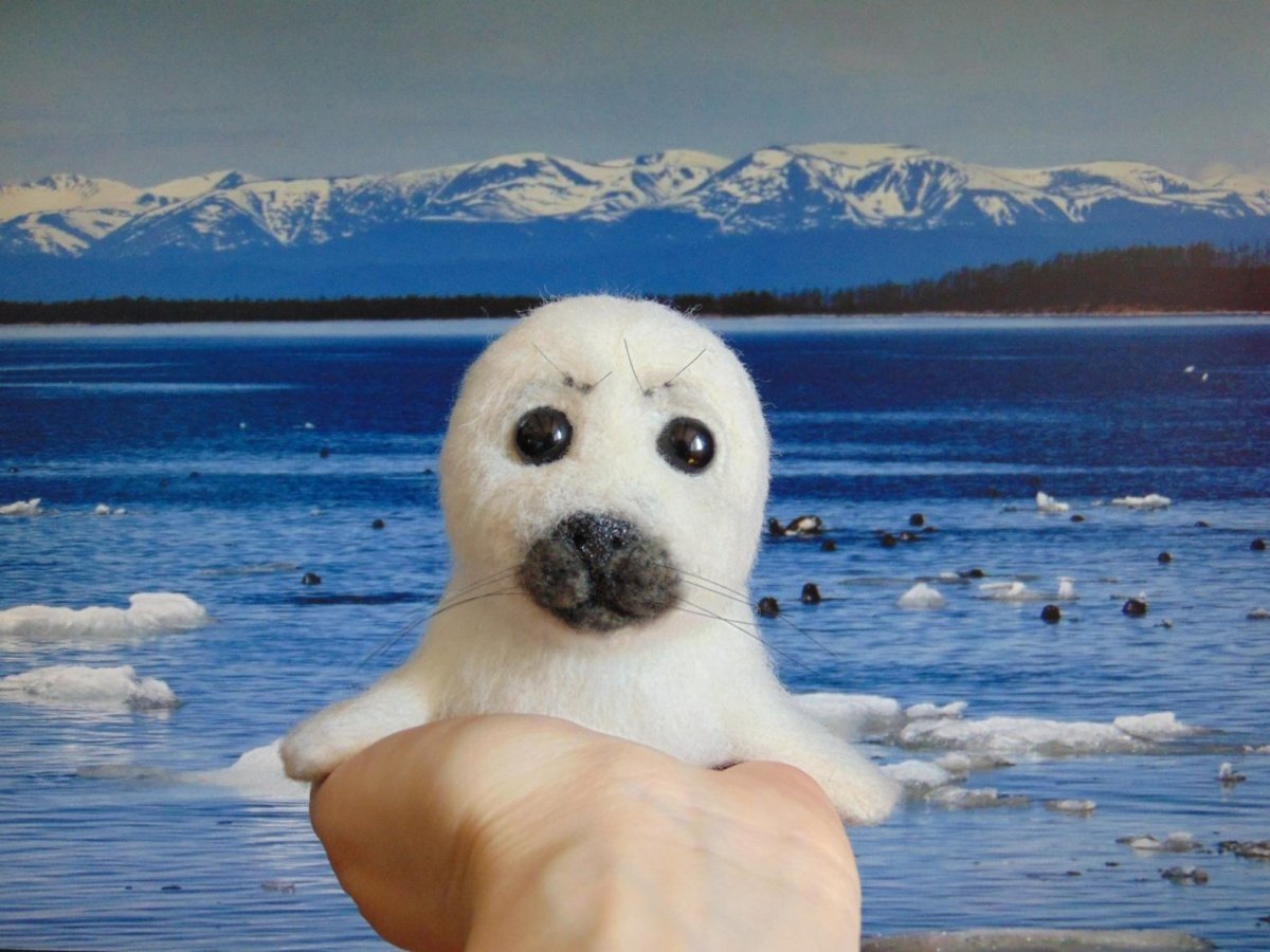 Байкальская Нерпа Белек