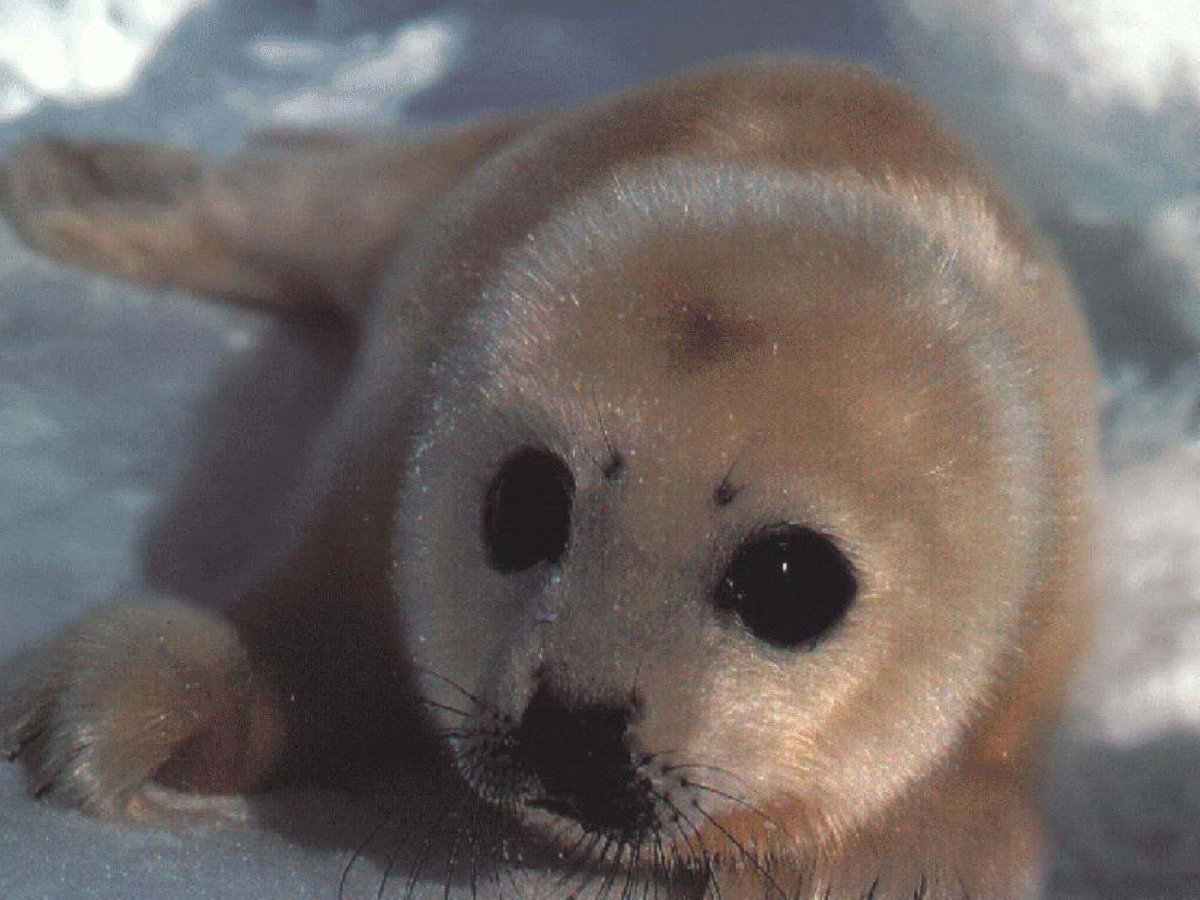 Белек Балтийской нерпы