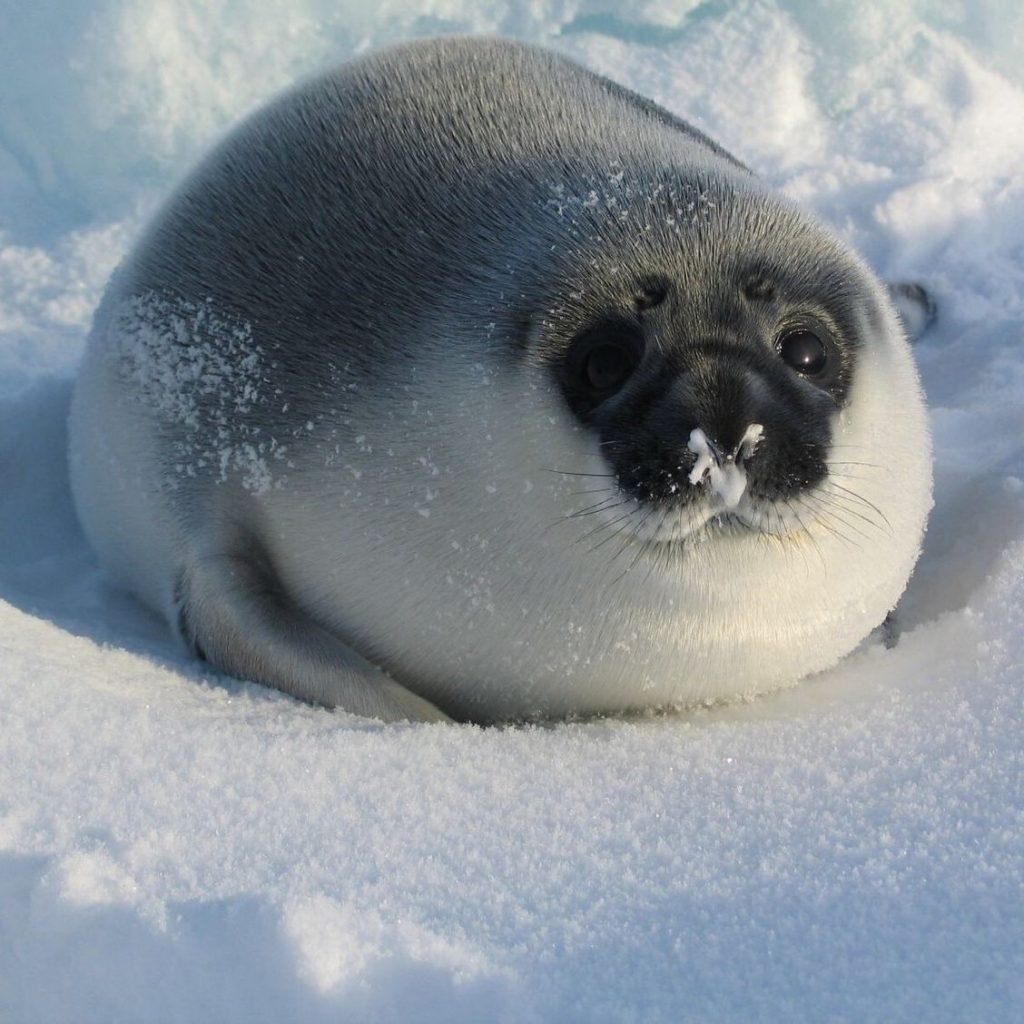 Кольчатая Нерпа Белек