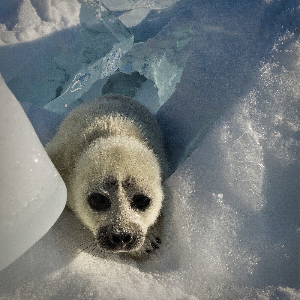 Байкальский тюлень Нерпа