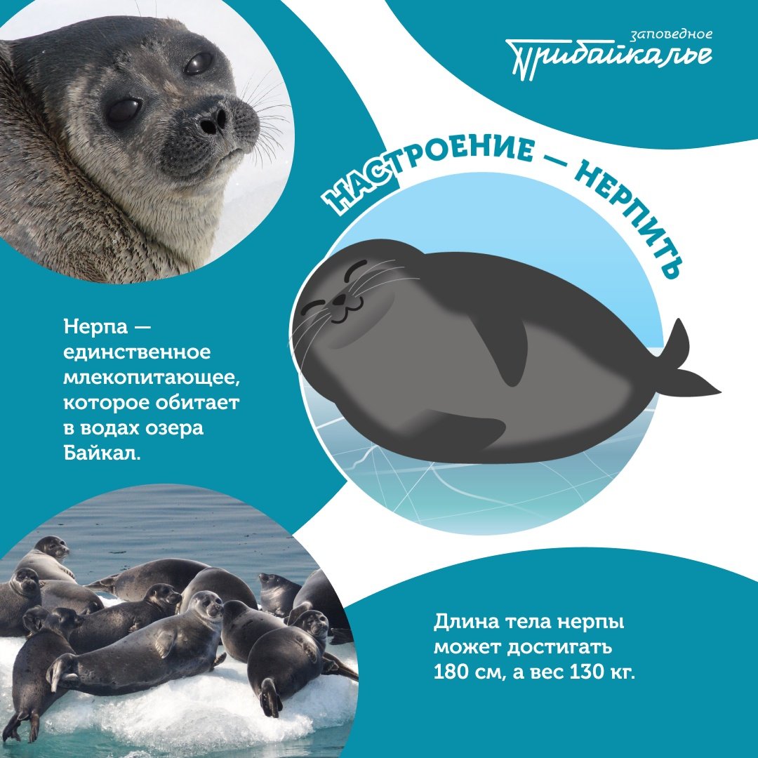 Стикерпаки нерпы