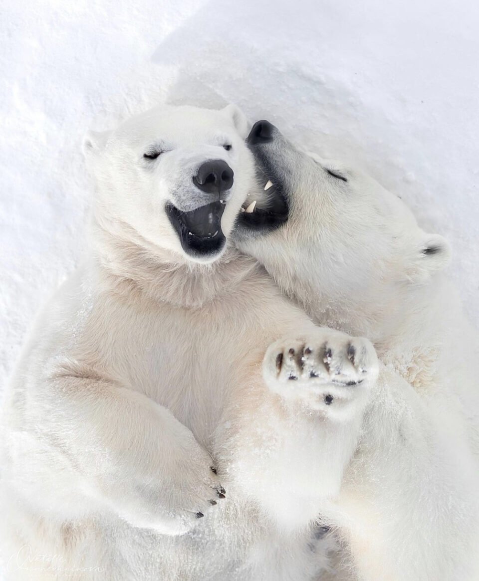 Медведица Колымана белая