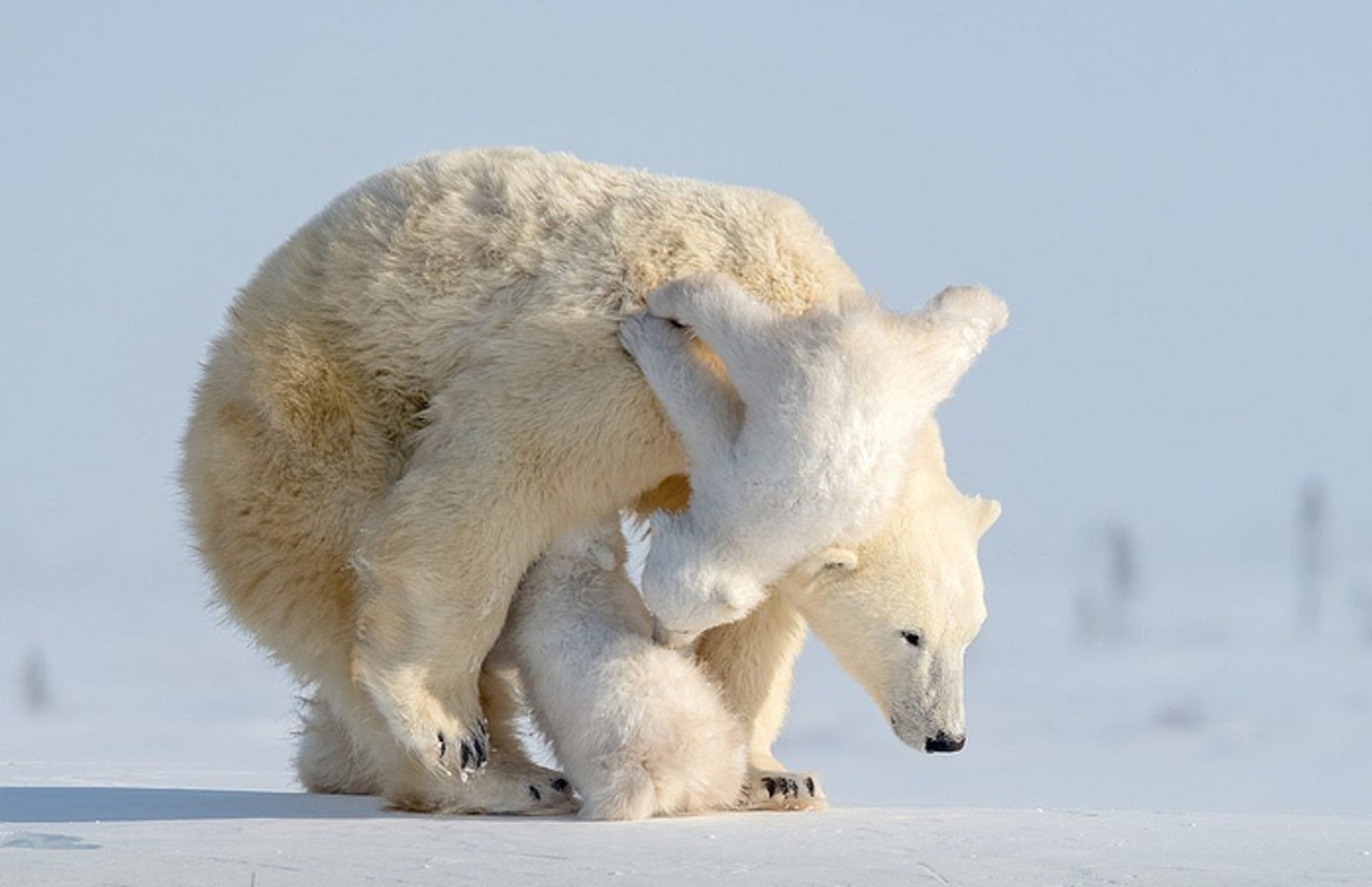 Белые медведи результаты. Белый медведь (Лаптевская популяция). Белый медведь с медвежатами. Полярный медведь. Полярный Медвежонок.