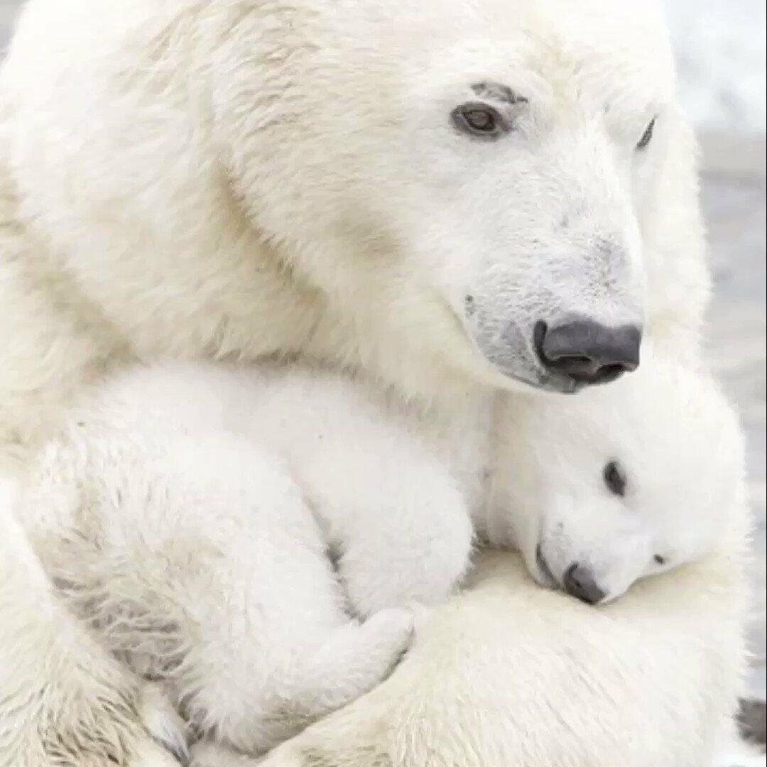 Фотосессия с белым медведем