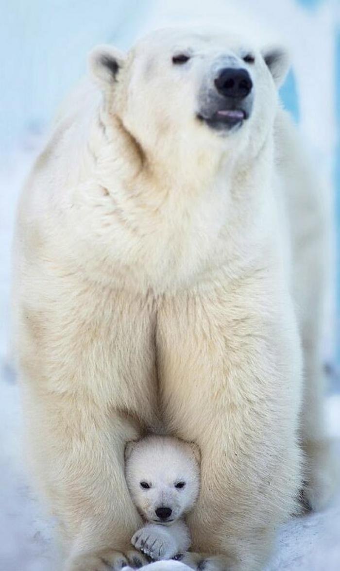 Медведица Герда Новосибирский зоопарк