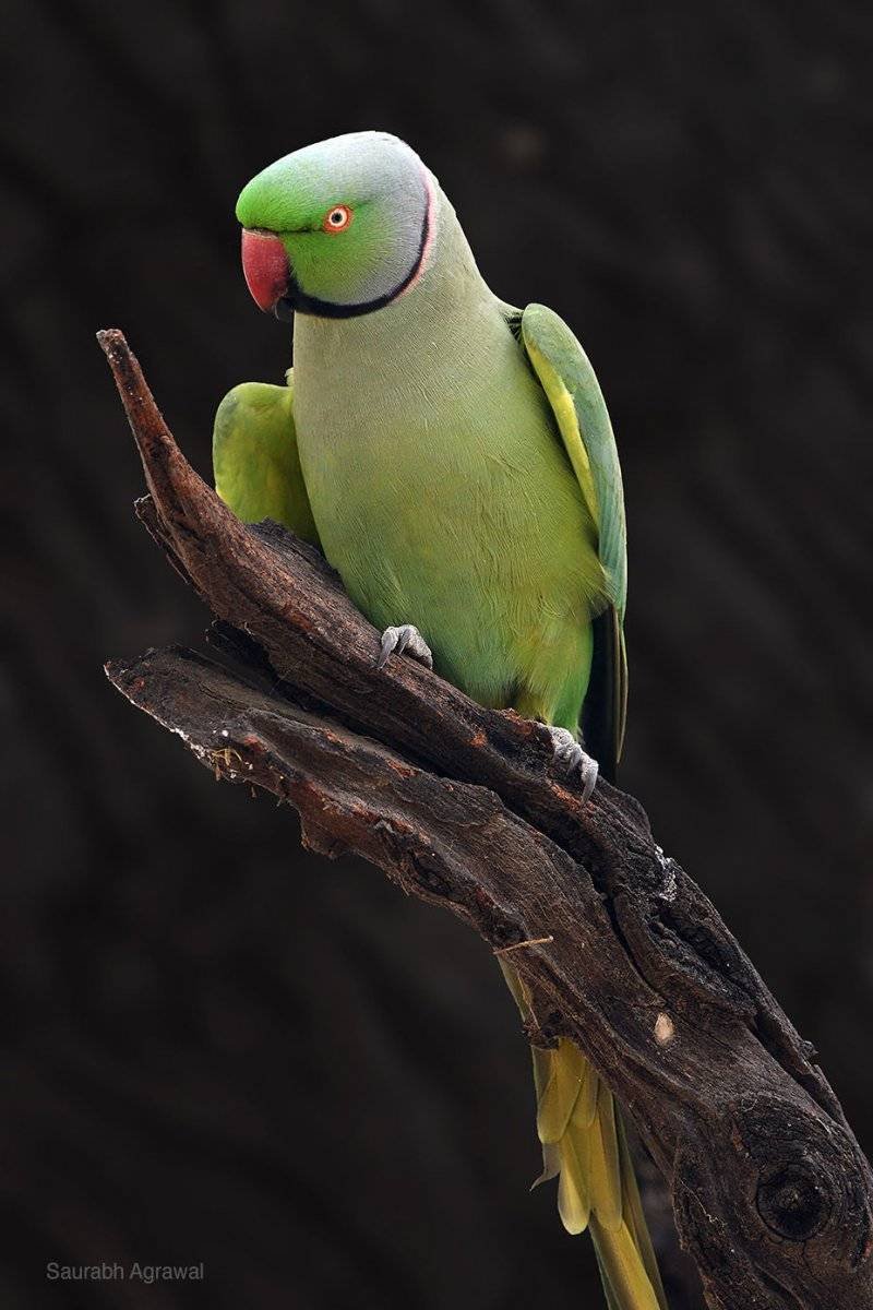 Попугай кольчатый ожереловый