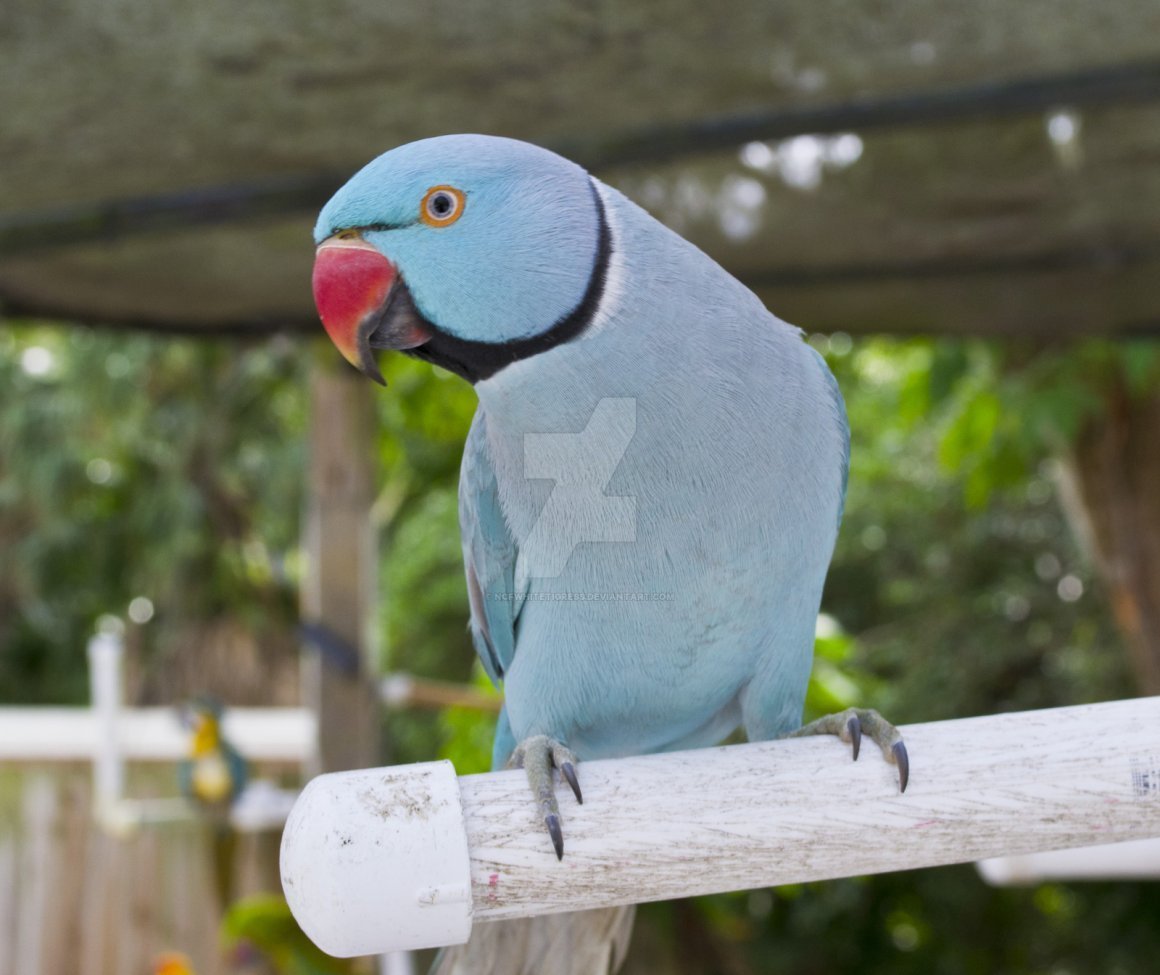 Ожереловый попугай голубой попугай
