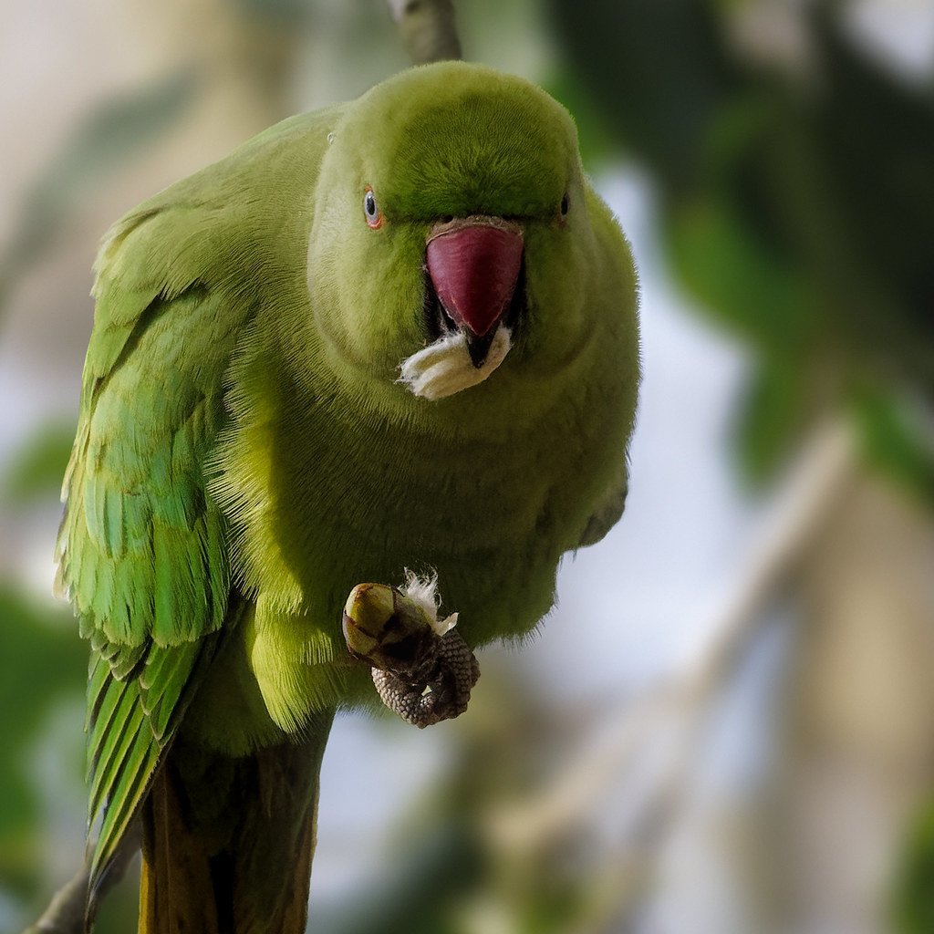 Индийский кольчатый попугай