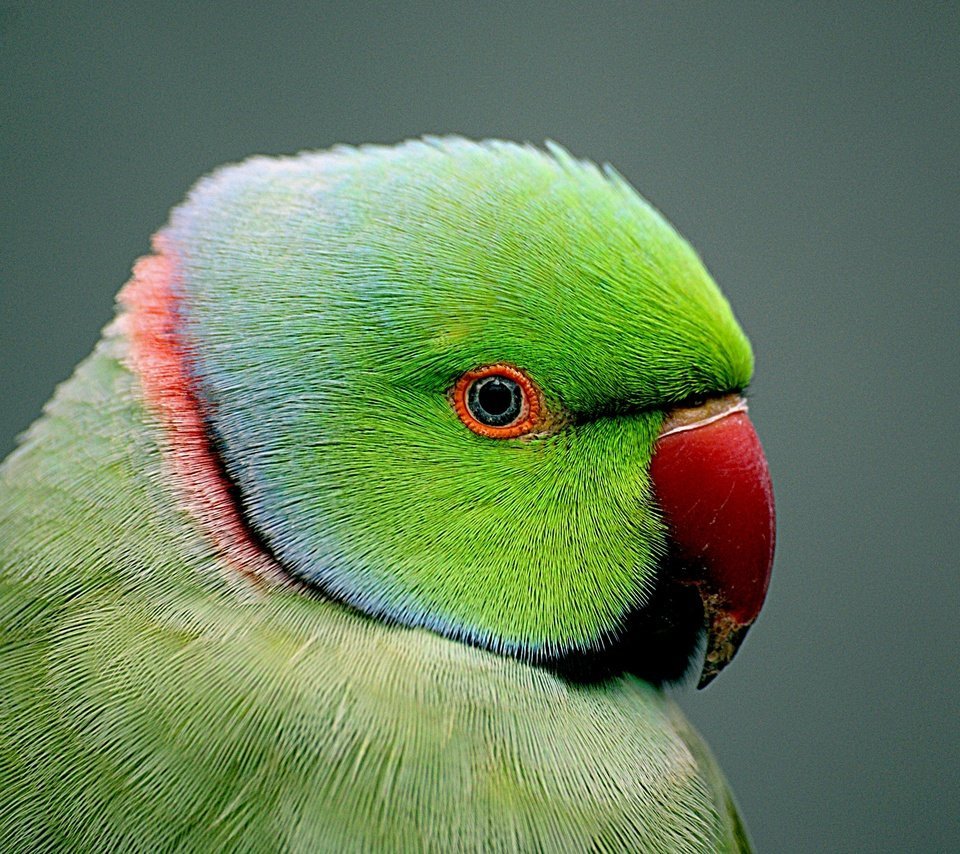 Гималайский кольчатый попугай