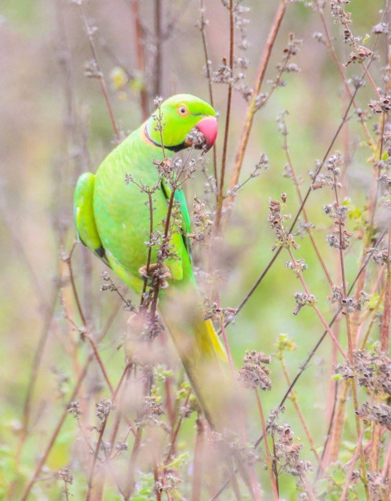 Ожереловый попугай