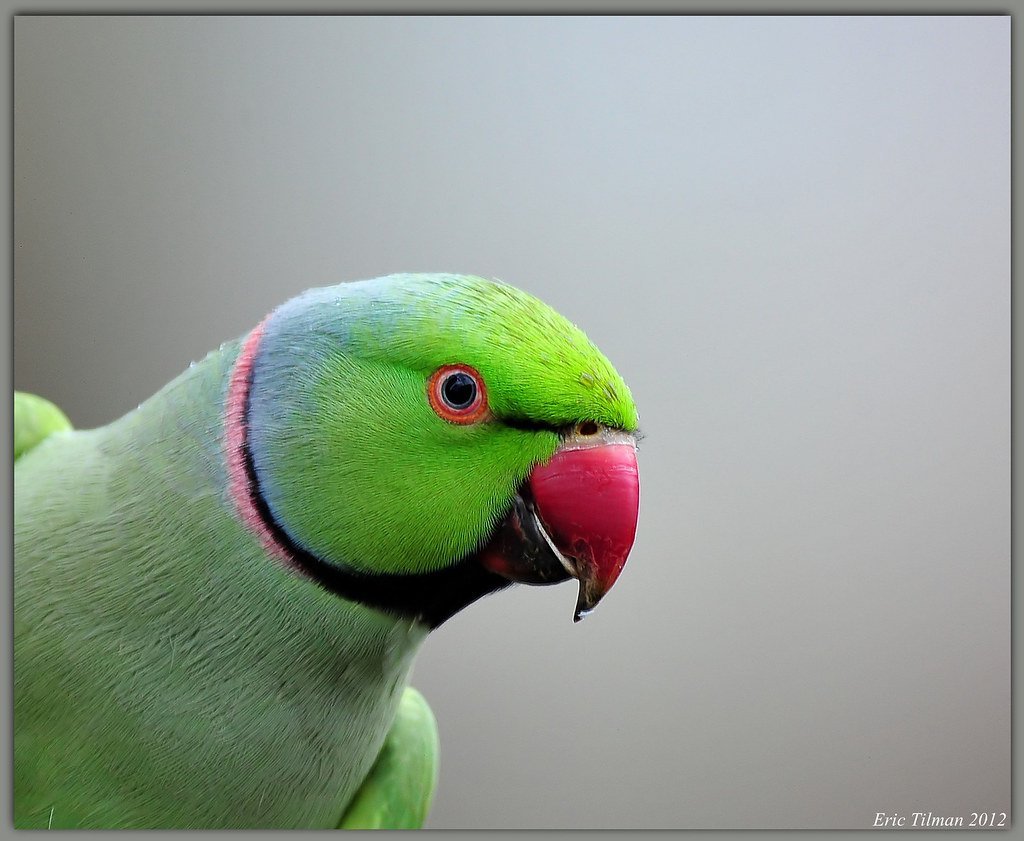 Средний ожереловый попугай