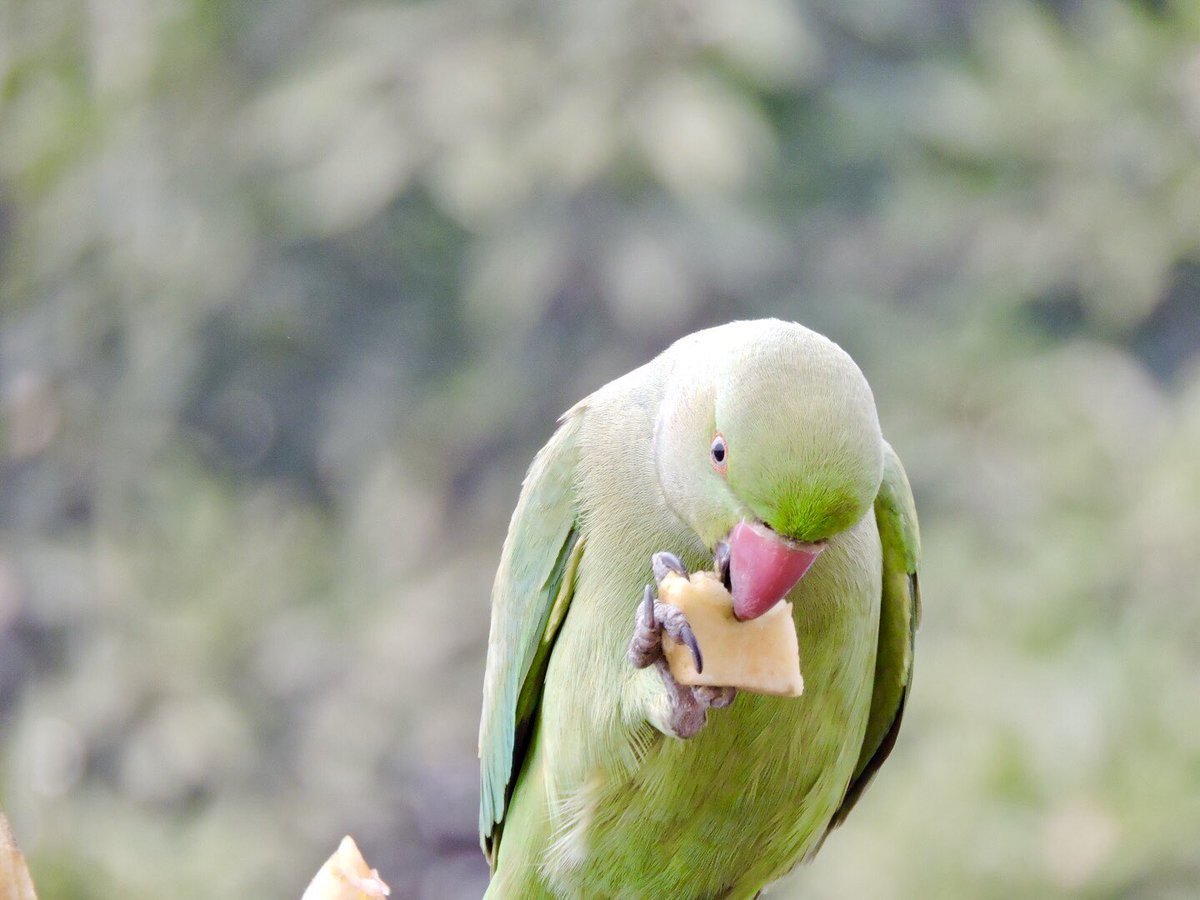 Изумрудный ожереловый попугай