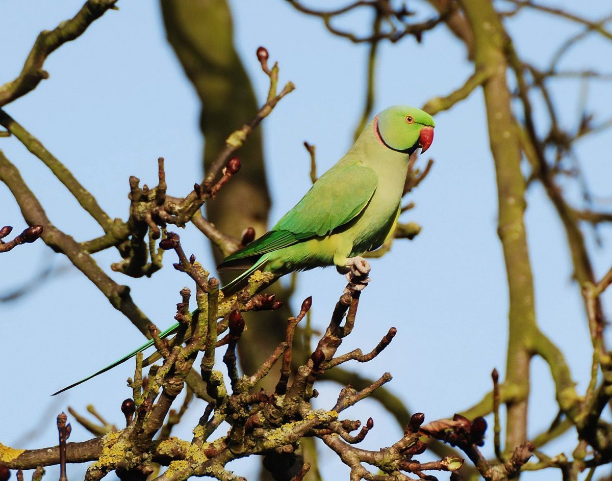 Зеленый длиннохвостый попугай