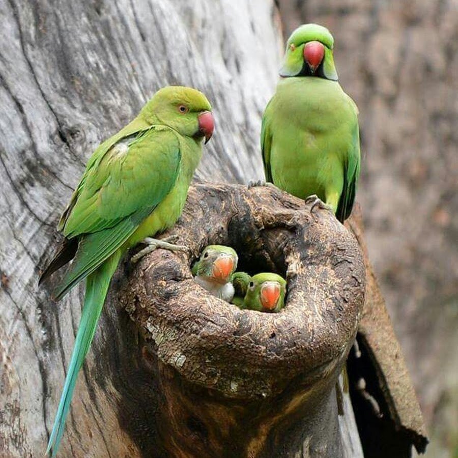 Ожереловый попугай зеленый