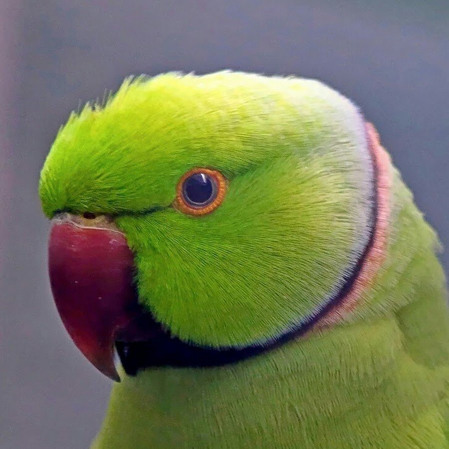 Попугай кольчатый ожереловый