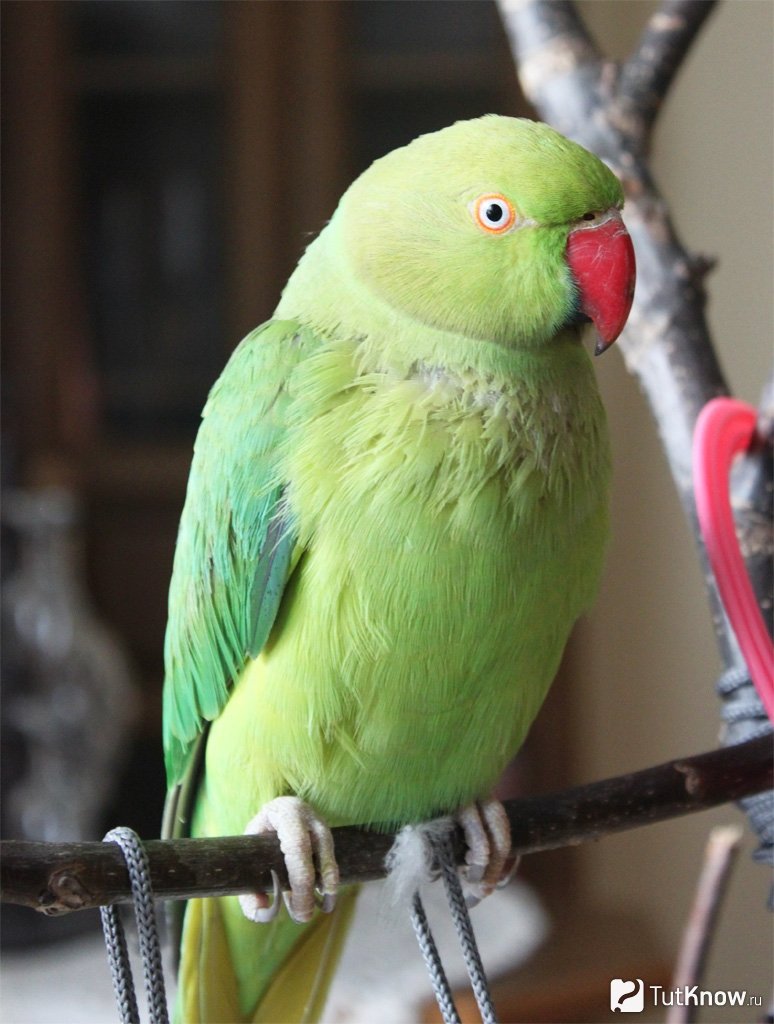 Ожереловый попугай