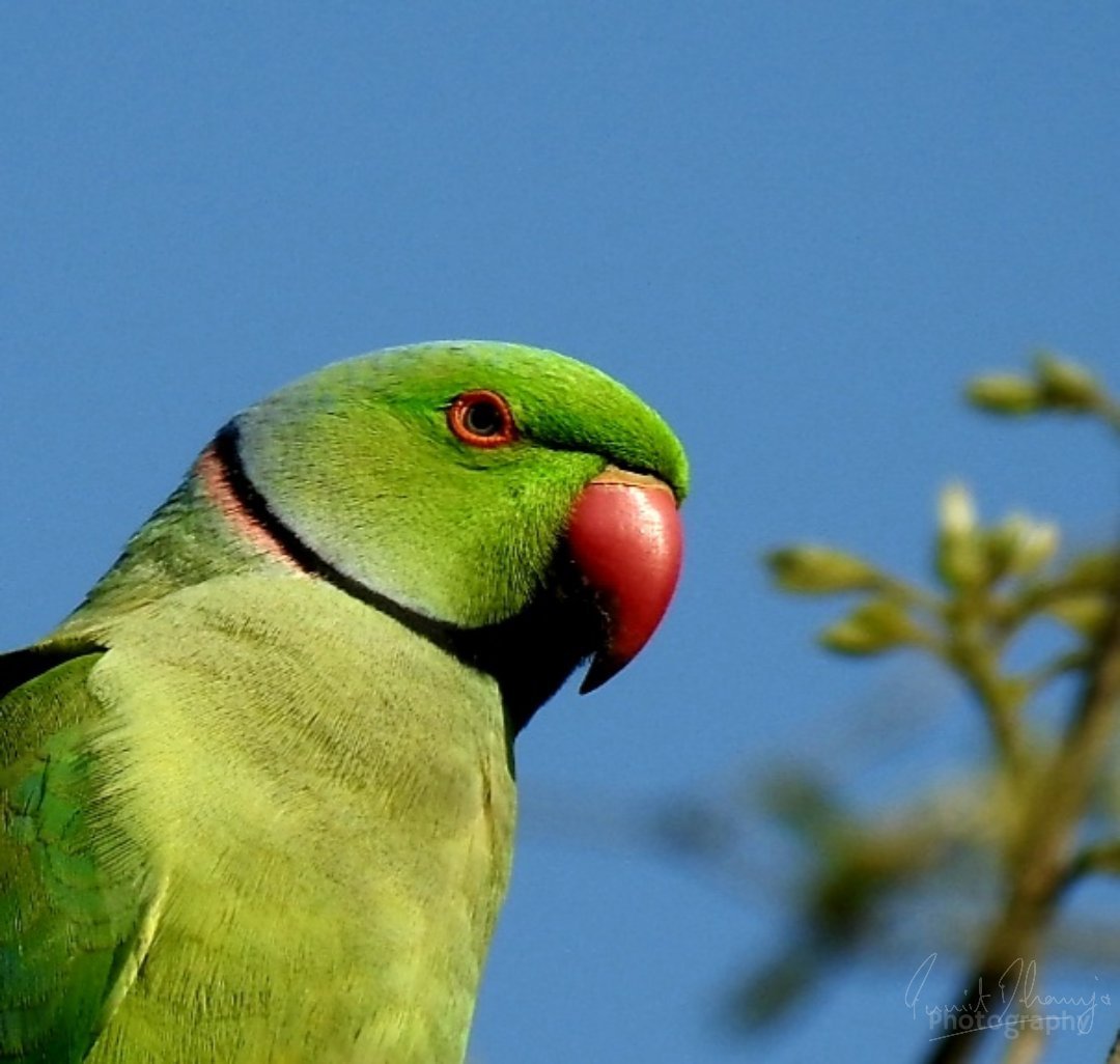 Ожереловый попугай зеленый