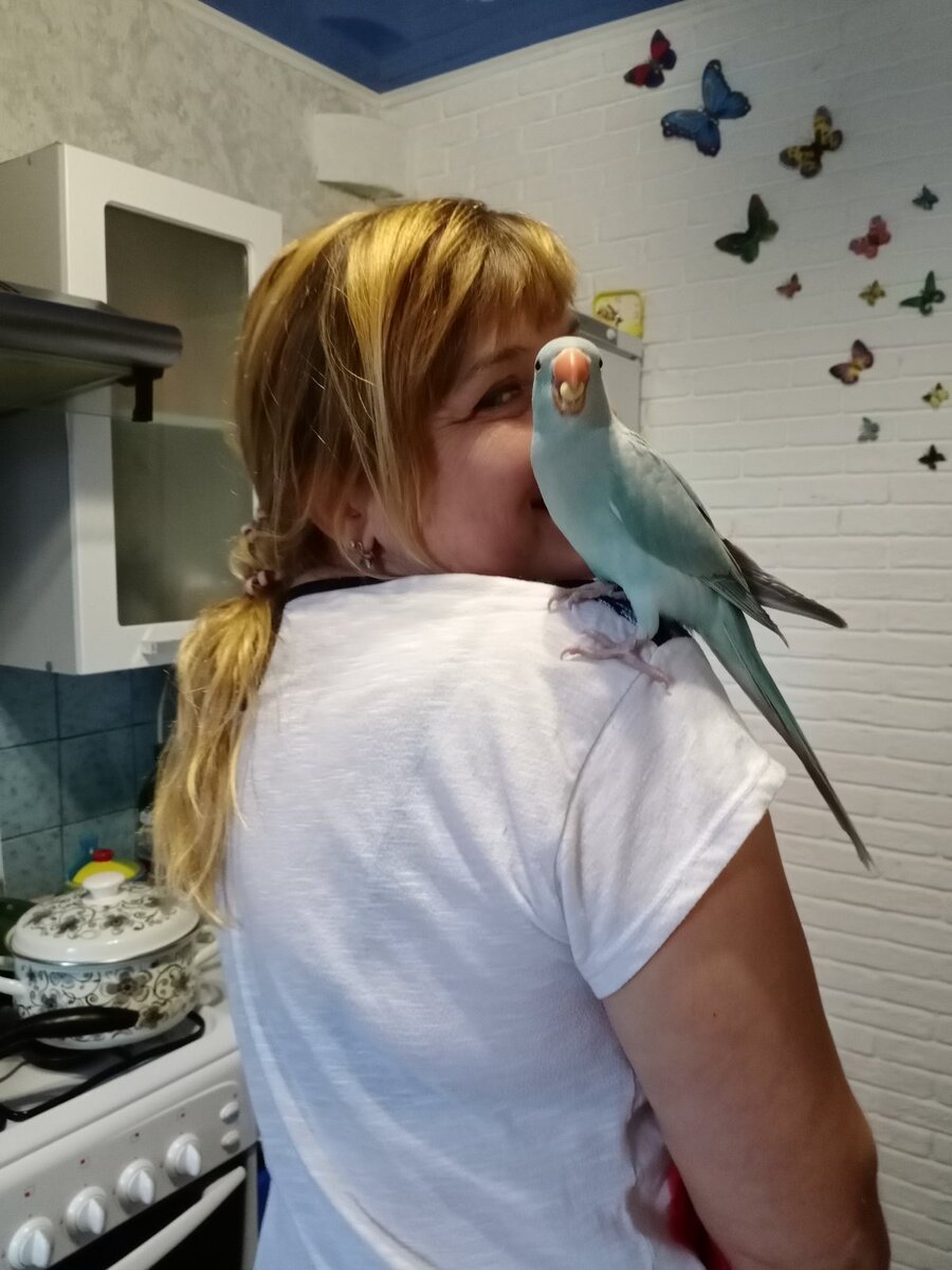 Ожереловый попугай с человеком