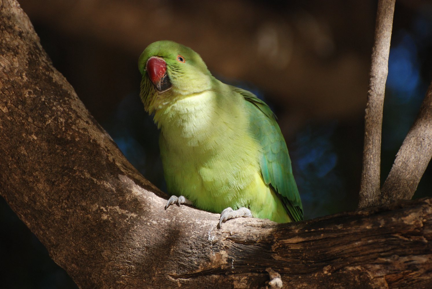 Говорящий ожереловый попугай. Индийский кольчатый попугай. Ожереловый попугай. Ожереловый попугай зеленый. Индийский ожереловый попугай.