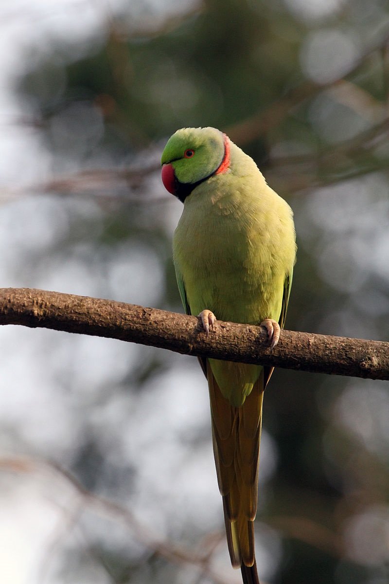 Попугай кольчатый ожереловый