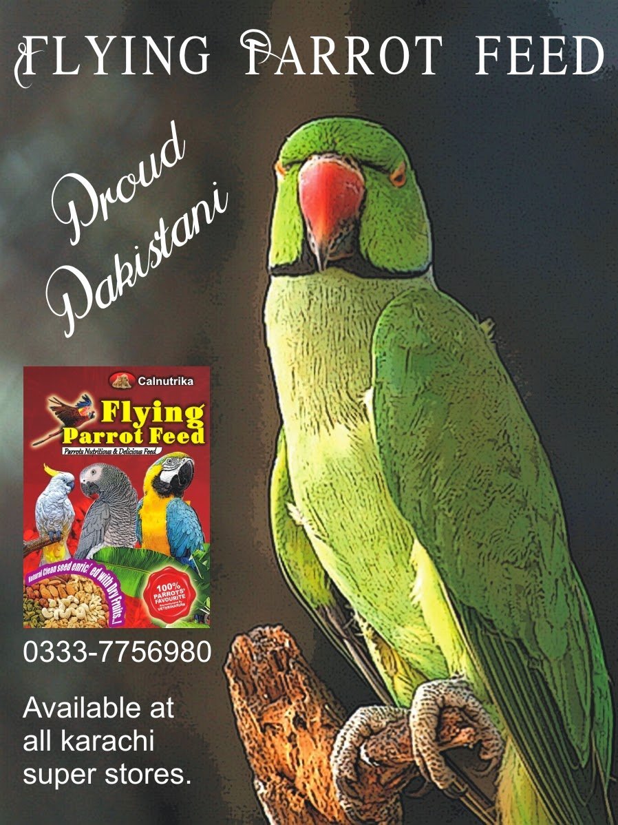 Ожереловый попугай Крамера