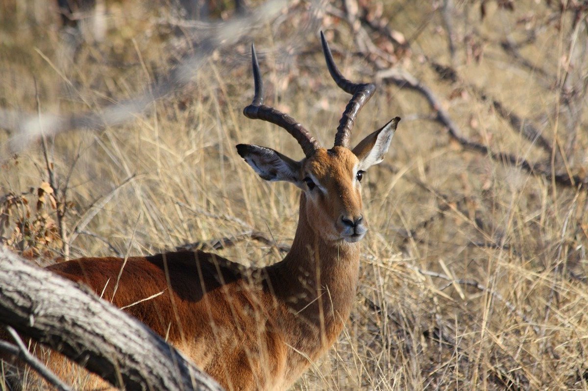 Быстроногая Африканская антилопа