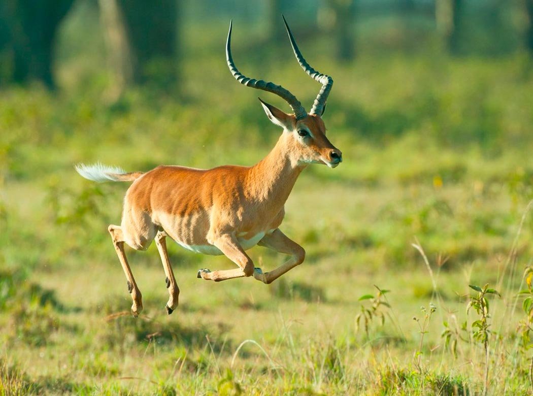 Вилорогая антилопа Африки