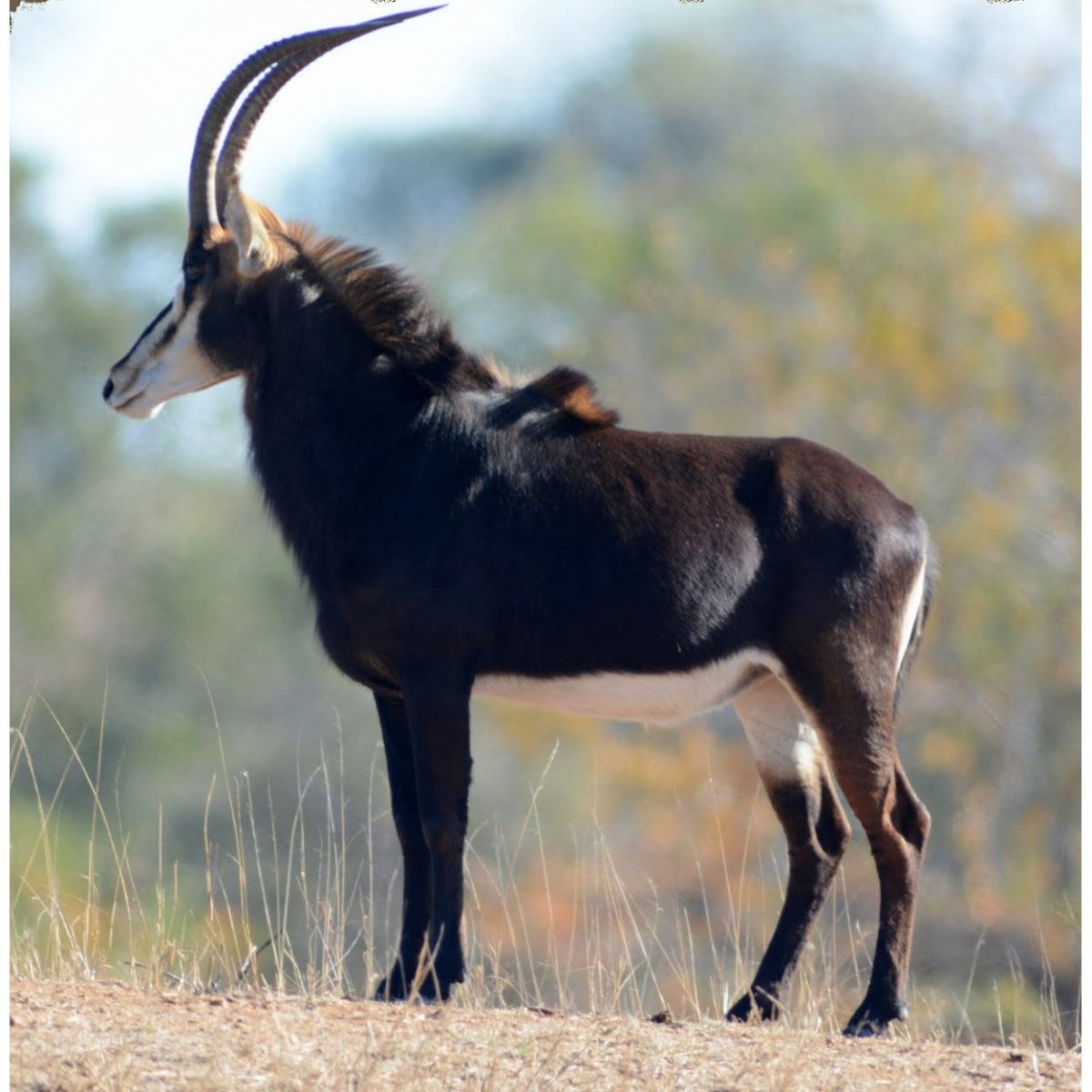 Сейбл антилопа