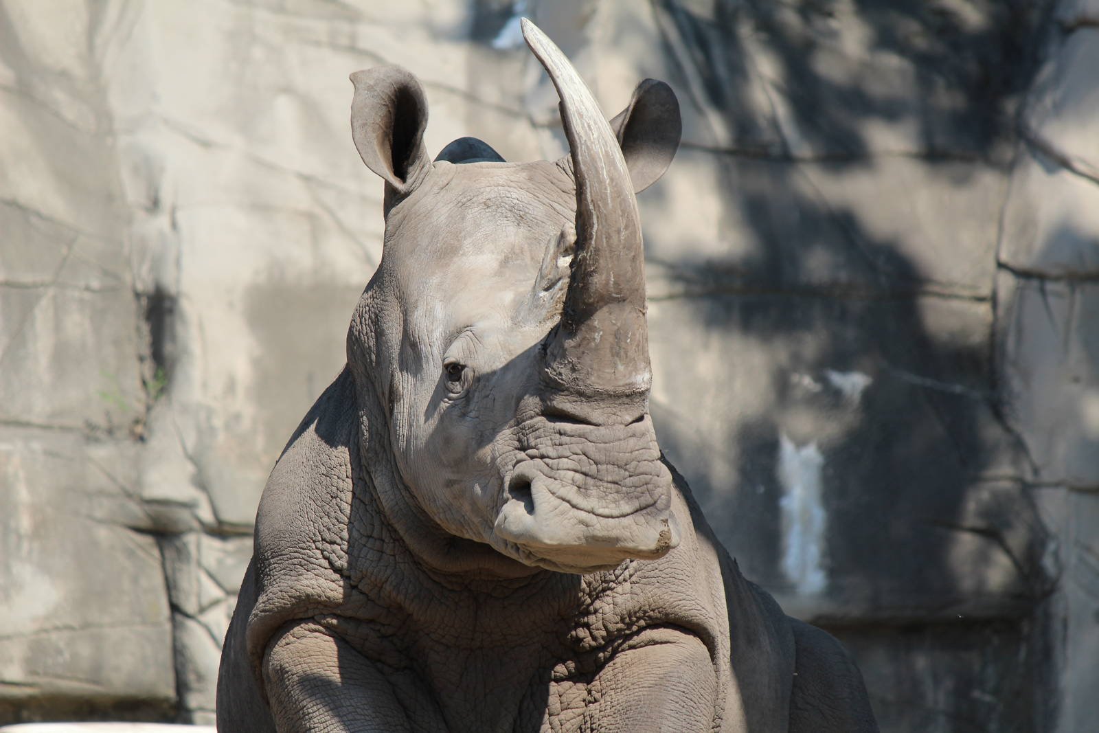 Белый носорог. Серый носорог. Уши носорога. Глаза носорога.