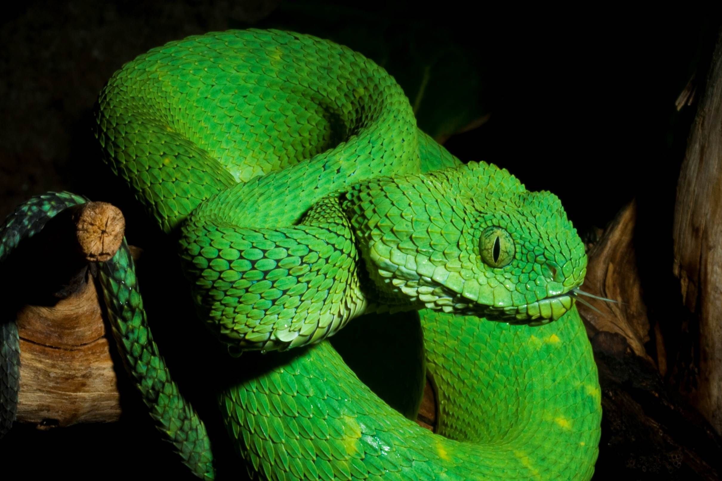 Зеленая змейка. Зелёная древесная гадюка. АТЕРИС змея. Змея древесная гадюка зеленая. Зеленая куфия.