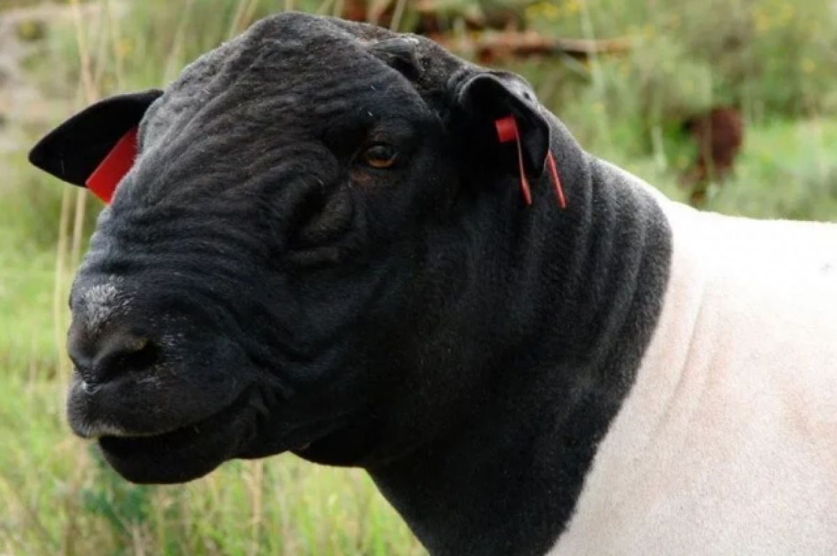 Дорпер порода овец