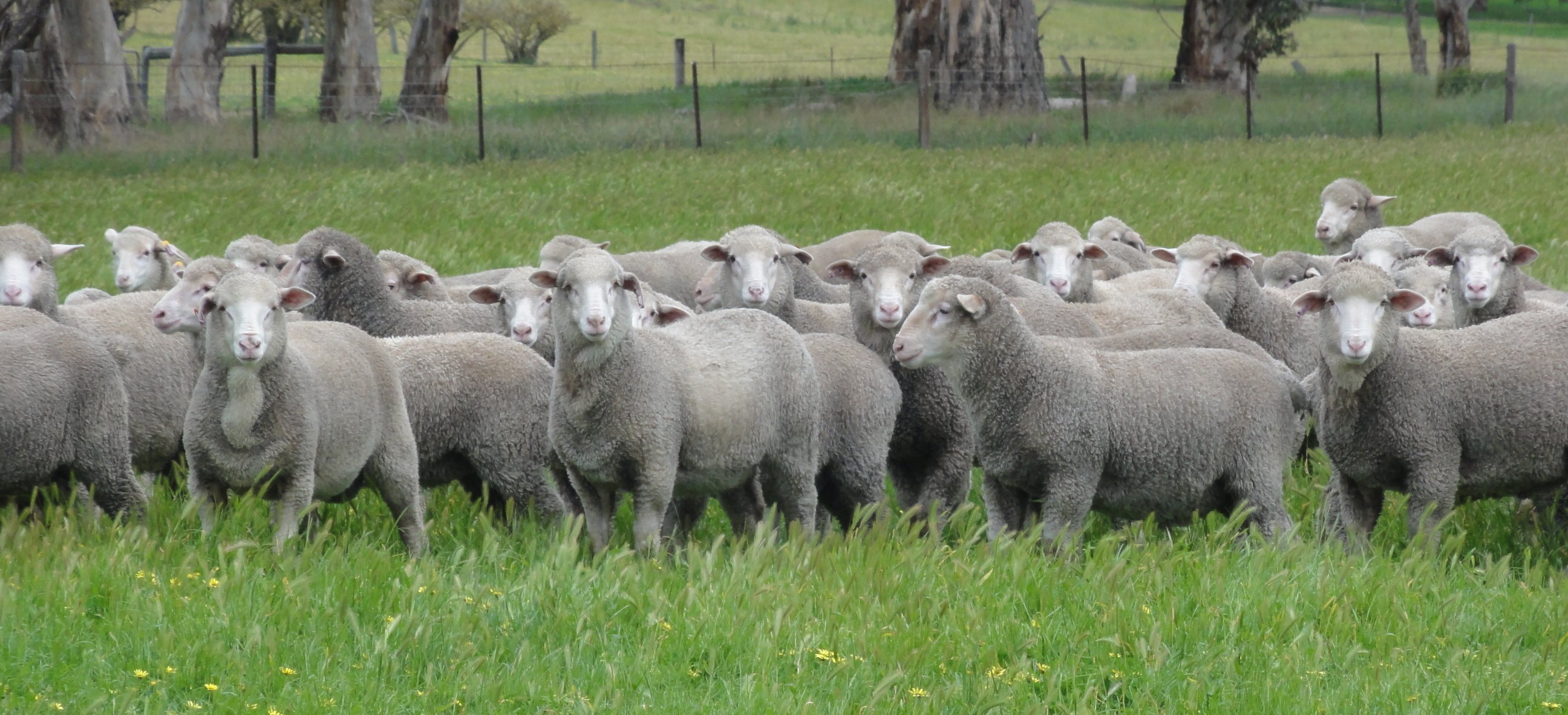 Овцы купить в ставропольском. Прекос порода овец. Ромни-марш порода овец. Ромни порода овец. Северокавказская порода овец.